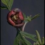 Paeonia californica Žiedas
