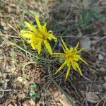 Pseudopodospermum hispanicumFlower