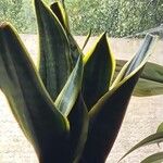 Sansevieria stuckyiHostoa