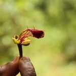 Afzelia bipindensis Flor