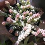 Crassula rupestris पत्ता