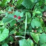 Rubus flagellaris Vrucht