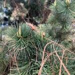 Pinus nelsonii Hoja