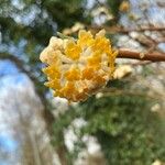 Edgeworthia chrysantha Žiedas