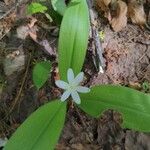 Clintonia uniflora Flor