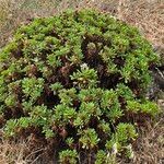 Argyranthemum thalassophilum Habit