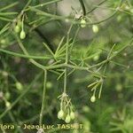 Asparagus umbellatus Květ