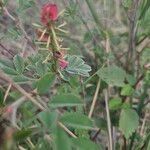 Indigofera schimperi 葉