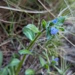 Echium parviflorum Fleur