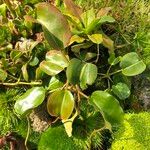 Nepenthes truncata Habitus
