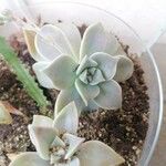 Graptopetalum paraguayense পাতা