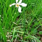 Narcissus poeticus Habit