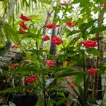 Ruellia brevifolia Blodyn