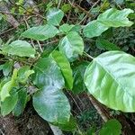 Dendropanax arboreus Hoja