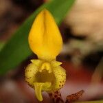 Bulbophyllum falcatum Kvet