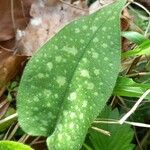 Pulmonaria officinalis পাতা