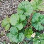 Geum macrophyllum Likasa