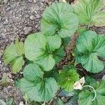 Geum macrophyllum पत्ता