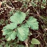 Pimpinella major Blad