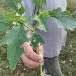 Datura feroxLehti