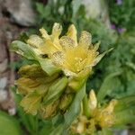 Gentiana burseri Blüte