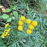 Tanacetum vulgare花