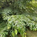 Parrotia persica Φύλλο