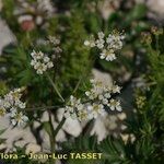 Heracleum pumilum Fula