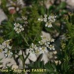 Heracleum pumilum Flor