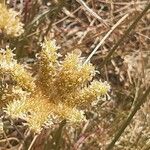 Petrosedum sediforme Kwiat