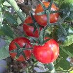 Solanum lycopersicum Плід