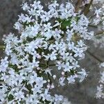 Valeriana officinalis Floare