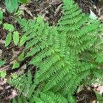 Dryopteris intermedia Hoja