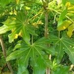 Fatsia japonicaHoja