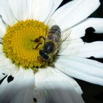 Leucanthemum maximum ফুল