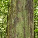 Eperua rubiginosa Corteza