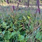 Bistorta amplexicaulis Habit