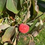 Cornus kousaMeyve