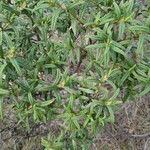 Cistus monspeliensis Fuelha