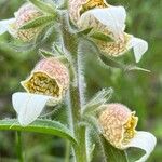 Digitalis lanata花