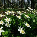 Anemone nemorosa Folha