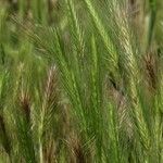 Hordeum murinum Fruct