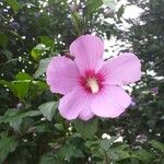 Hibiscus syriacus Blüte