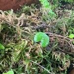 Dichondra carolinensis পাতা