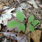 Panax trifolius Folha