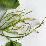 Cardamine asarifolia Mbuma