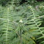 Pteridium capense 葉