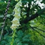 Digitalis luteaFlower