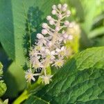 Phytolacca esculenta 花