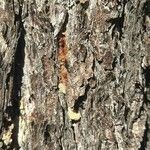 Pinus edulis Corteza